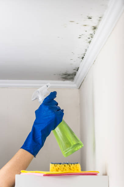 Best Best Mold Removal Companies  in James City, NC